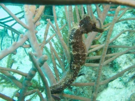 Long Snout Seahorse IMG 5932